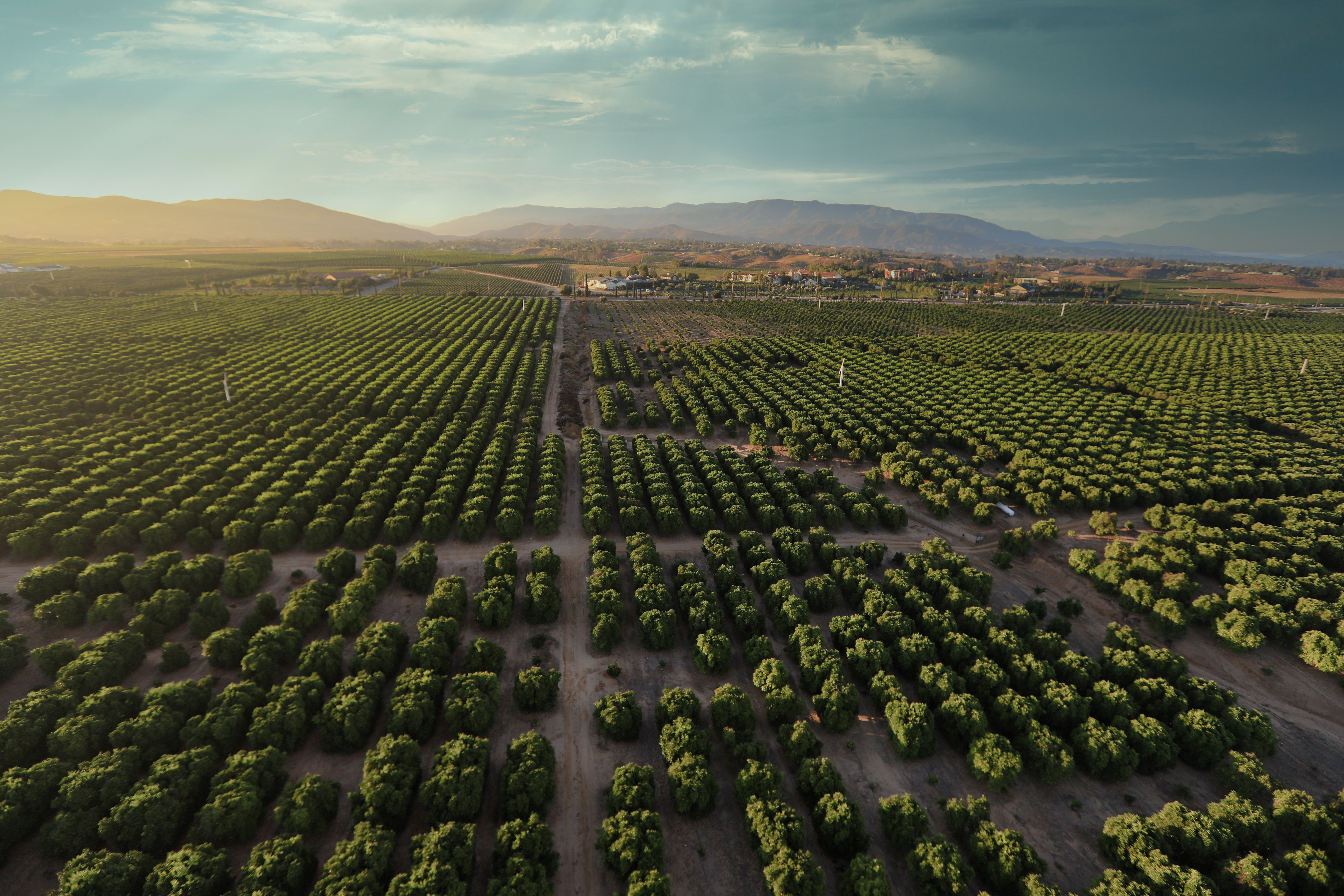grape vineyards in Temecula, California