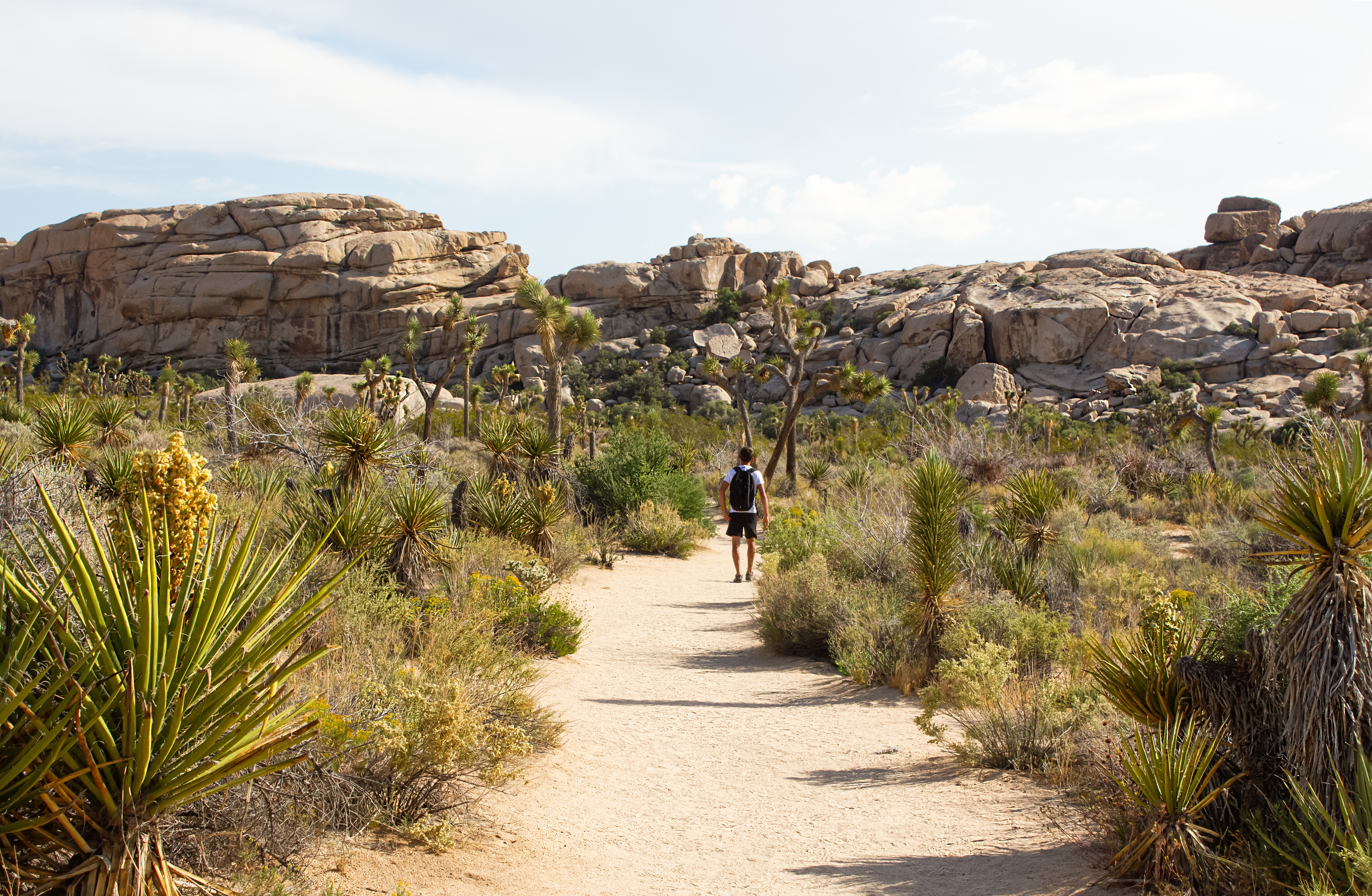 Hiker on Barker Dam loop trail in Joshua Tree National Park, California, USA